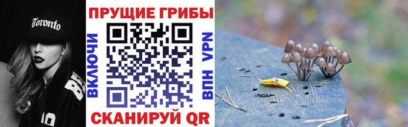 Галлюциногенные грибы Psilocybine cubensis Агрыз